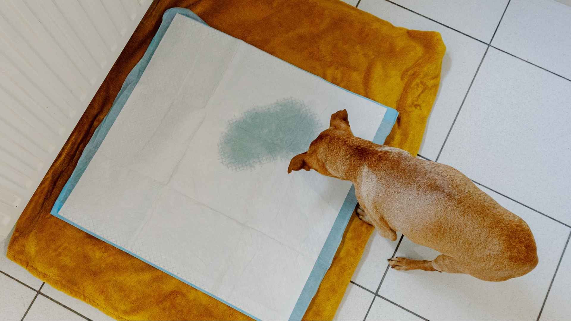 cistitis en perros síntomas